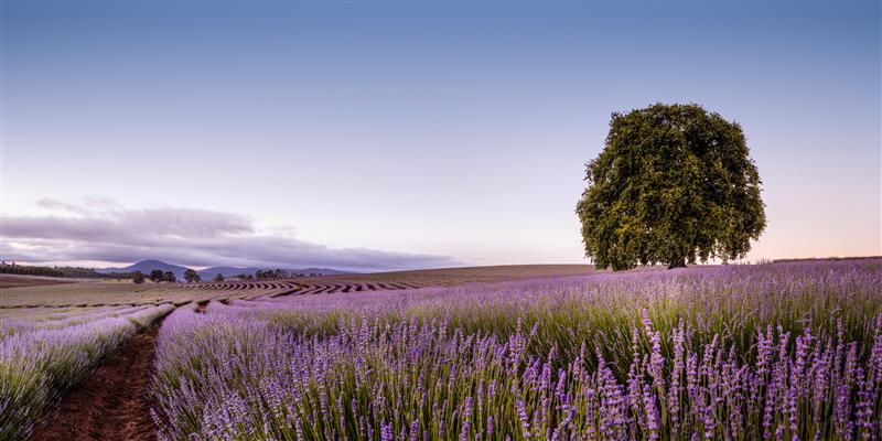 A field of lavender